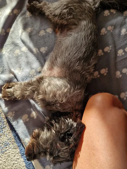 Nyugodtan pihenő kutya a puha takarón