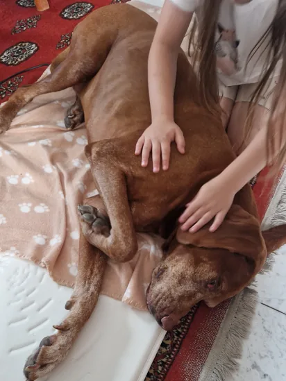 Barna kutya pihenés közben, finom masszázs