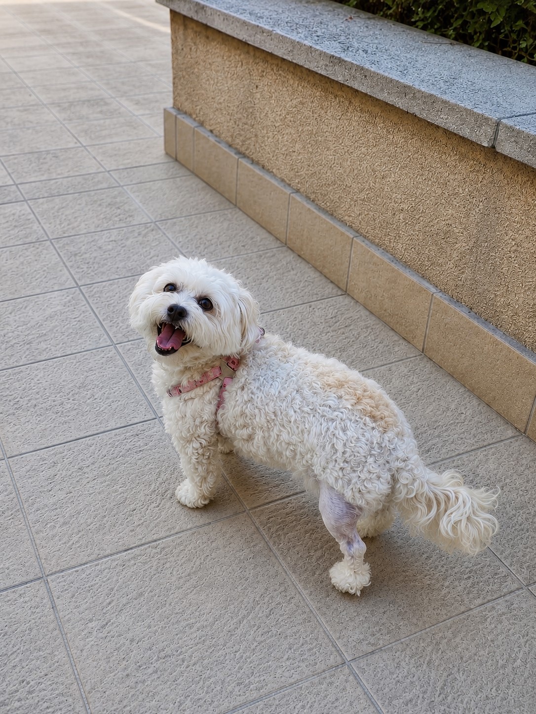 Lea, a 9 éves Bichon Havanese
